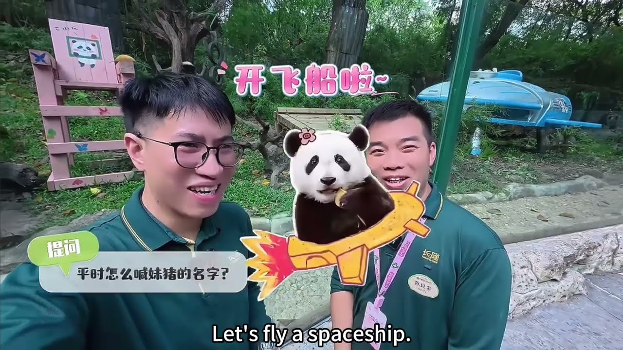 揭秘長隆熊貓村熊貓飼養員白班的工作內容，和你想象中的是否有所不同呢#babypanda #panda #大熊貓飼養員 #大熊貓 #廣州長隆野生動物世界