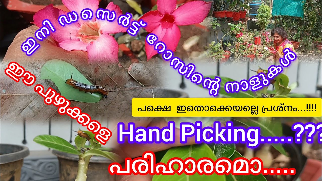 ഈ പ്രശ്നങ്ങൾ ക്ക്  പരിഹാരം വേണ്ടേ # desertrose#gardening#homegarden 