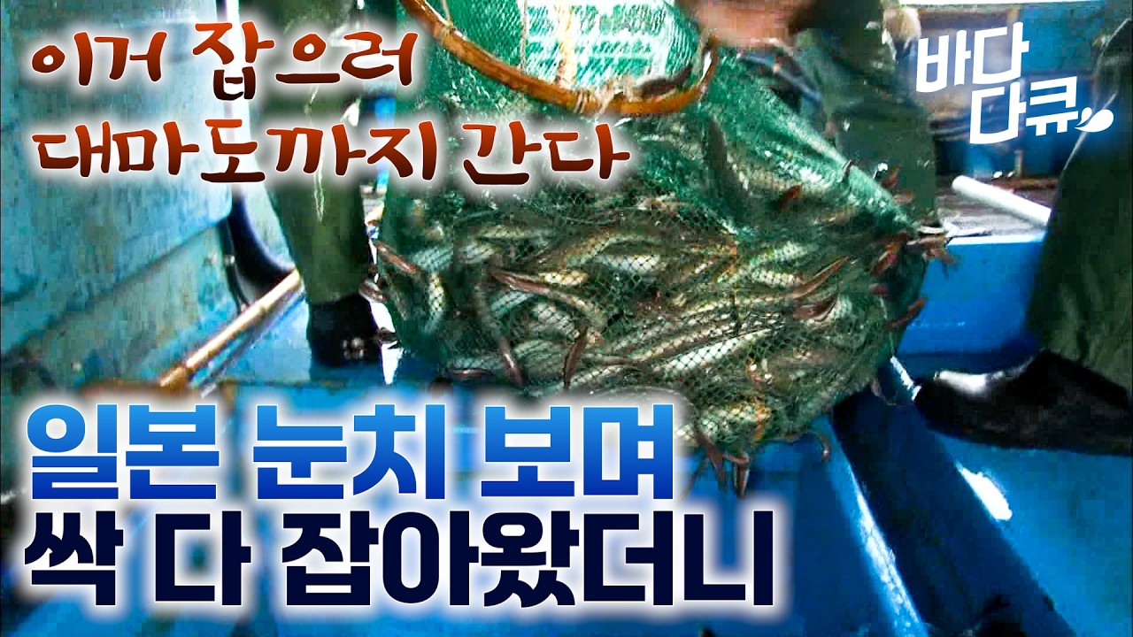 일본 눈치 보며 싹 쓸어간다. 대마도 앞바다에서 5박 6일/ 파도 높이 4m 속에서 잡는 바다 보양식 붕장어잡이  / 어부들의 고질병, 굳은살처럼 자리 잡은 발 습진 / #바다다큐
