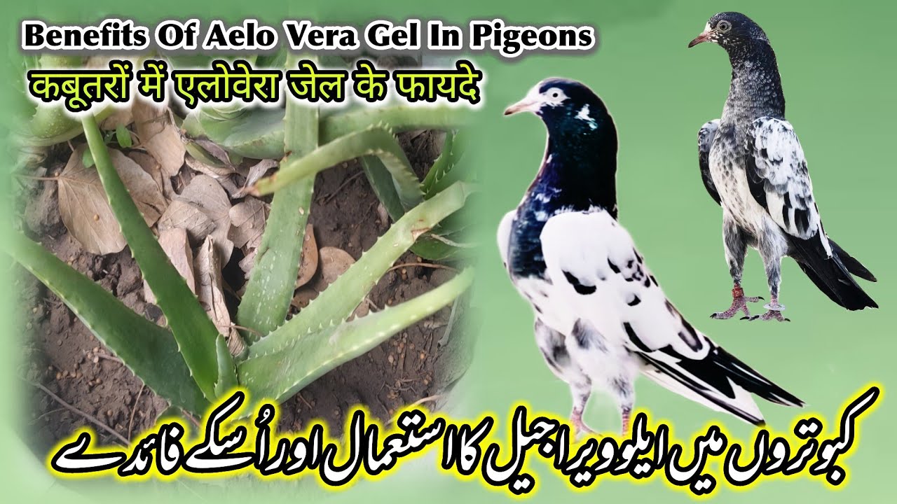 Kabutaron Mein Aelo Vera Gel Ka Istamal Or Isky Faidy |How To Use Aelovera Gel In Pigeons 