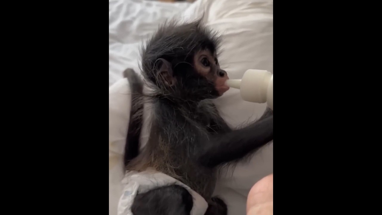 If You Love Animals, This Video Will Make Your Day
