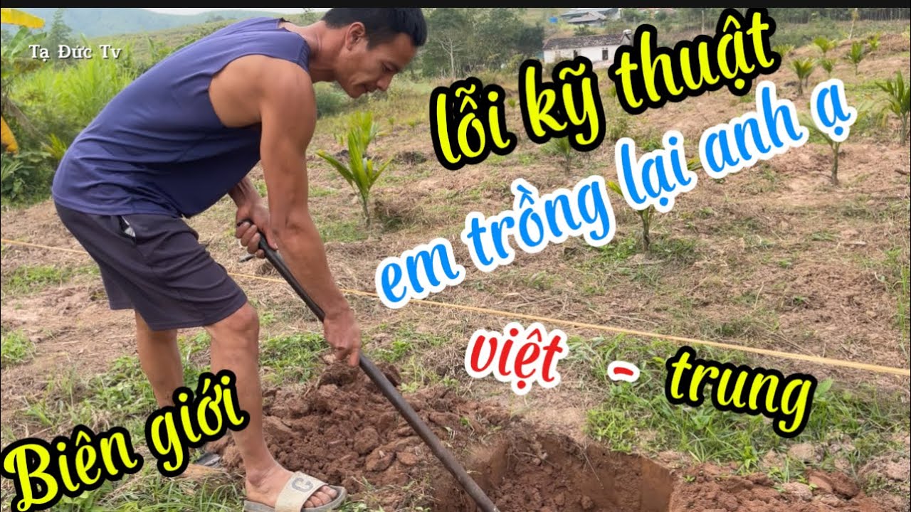 cau mới trồng lỗi kỹ thuật em phải làm lại anh ạ
