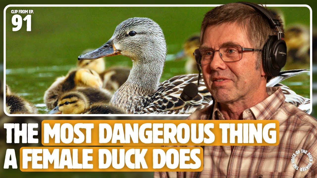 Clip | Incubation is the riskiest time for a female mallard | Ep. 91