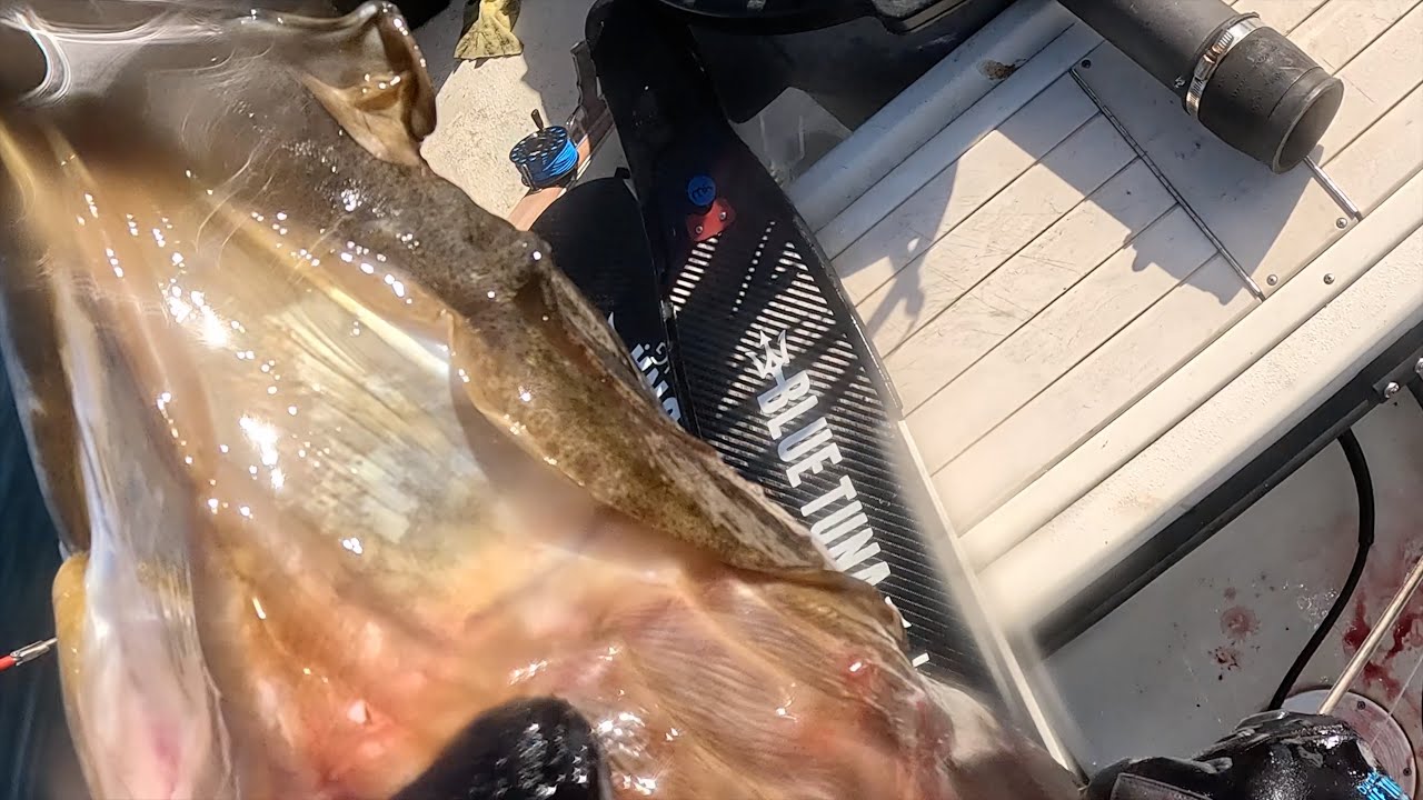 Spearfishing Big California Halibut, Close Call with a Powerful Run