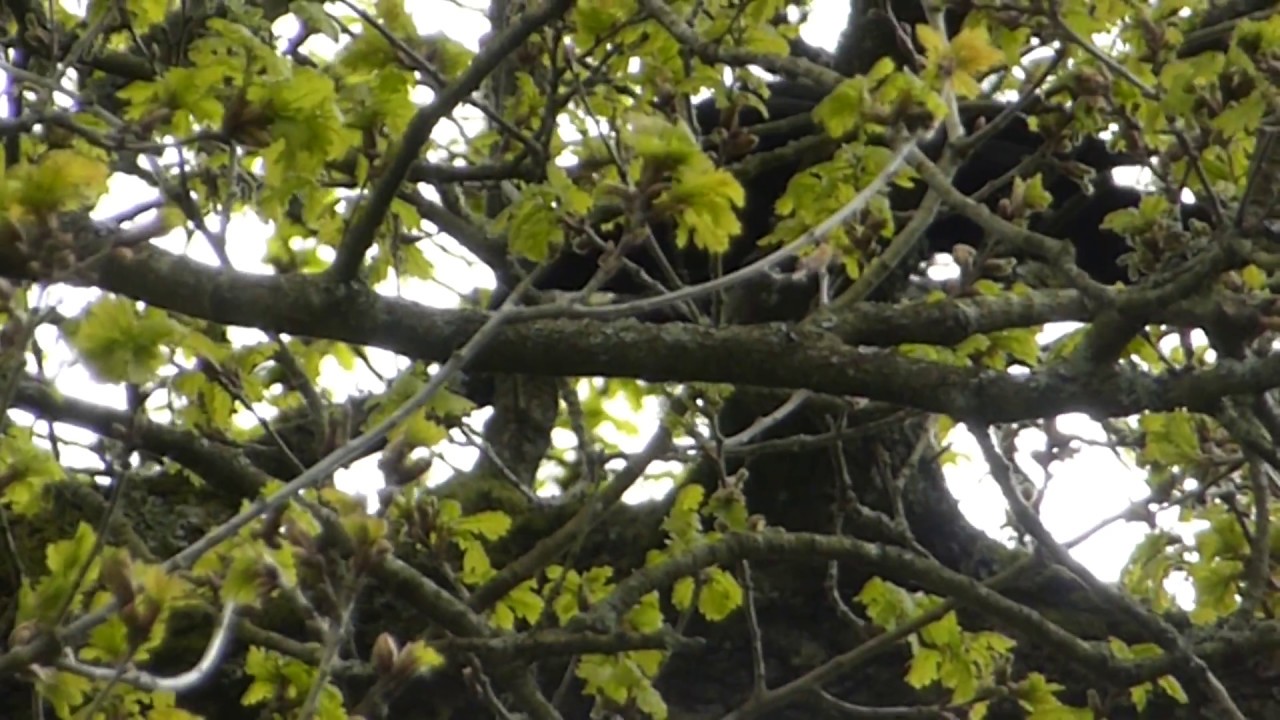 Crow - Corvus  corone - Gr&aacute;kr&aacute;ka - Fuglar - Sk&oacute;garkr&aacute;ka