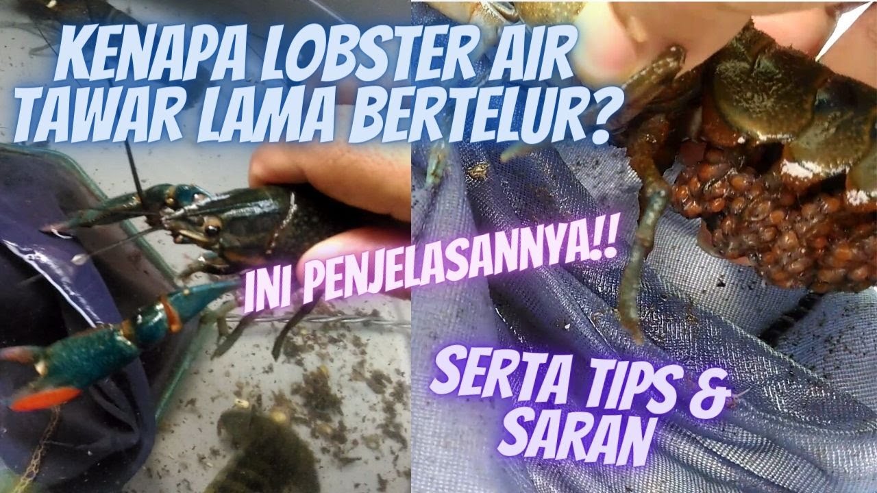 Kenapa Lobster Air Tawar Lama Bertelur? begini Penjelasannya!!
