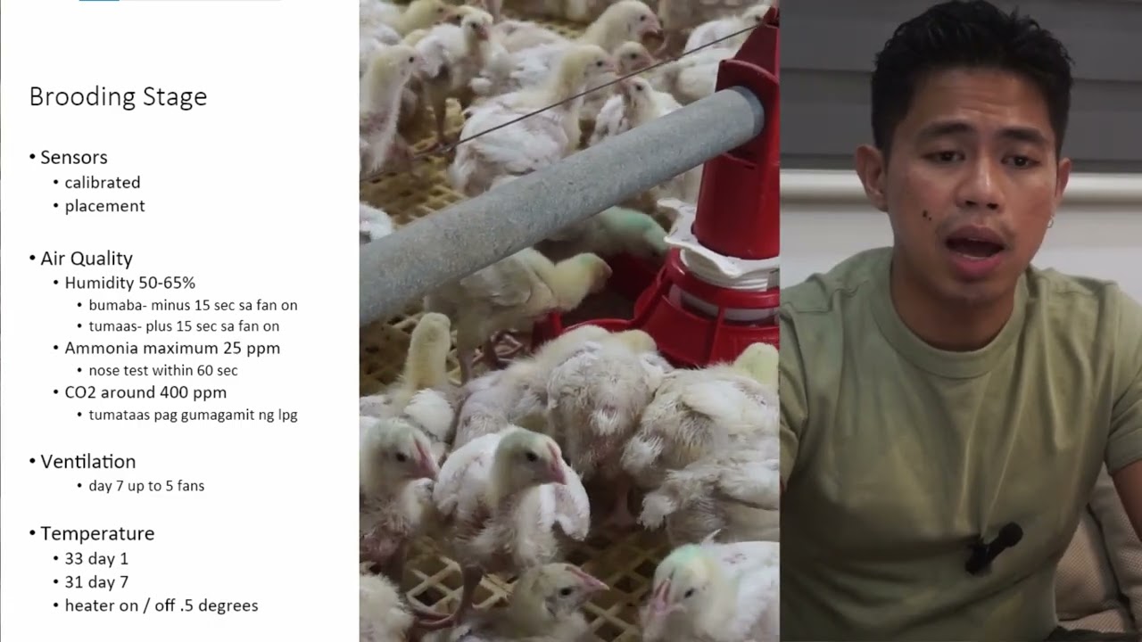 What broiler farmers need to understand before growing