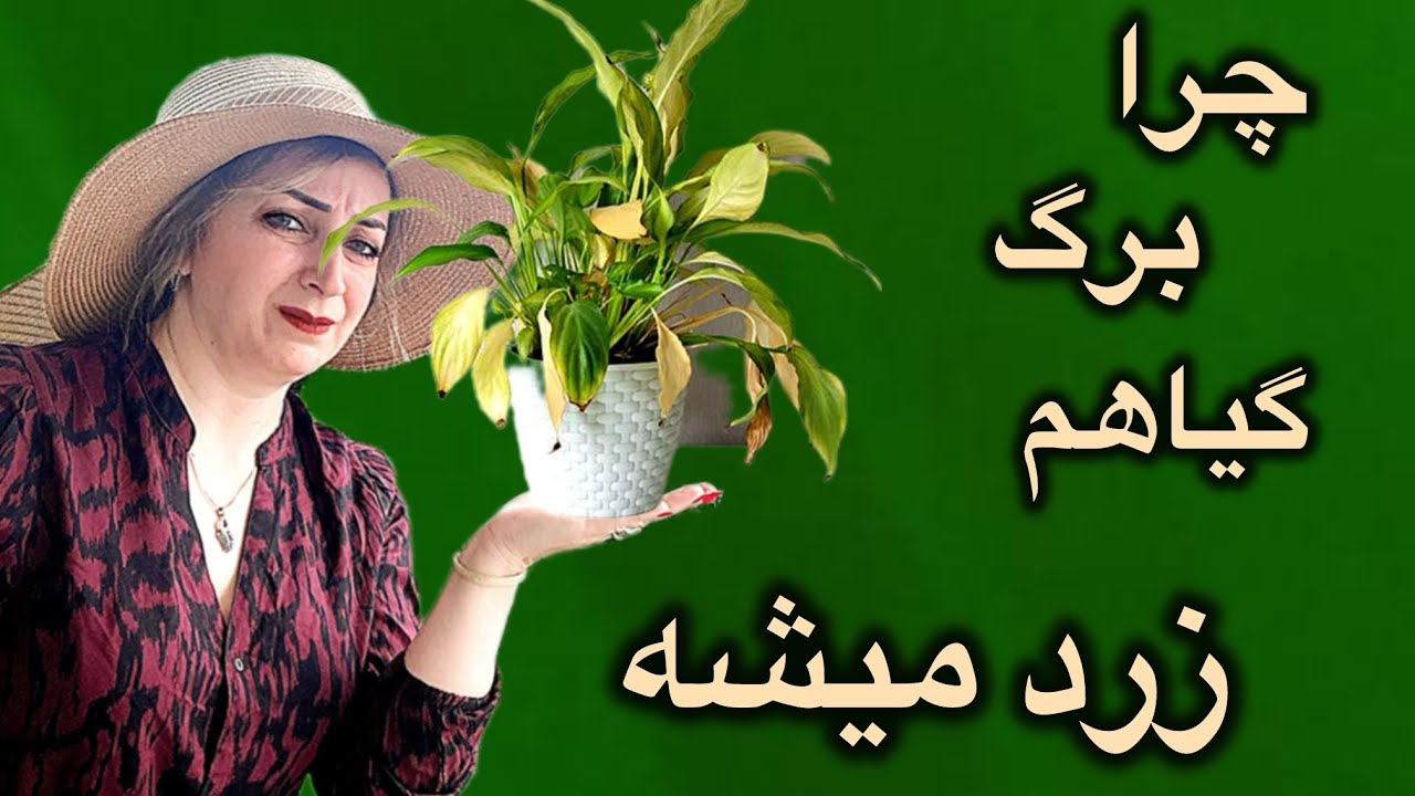 برگ های زرد در گیاهان :مشکلات رایج و درمان ساده