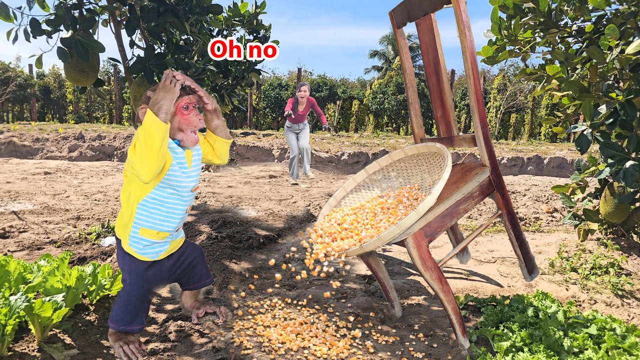 Monkey Su Tried to Help… and Accidentally Made a Big Mess for Mom