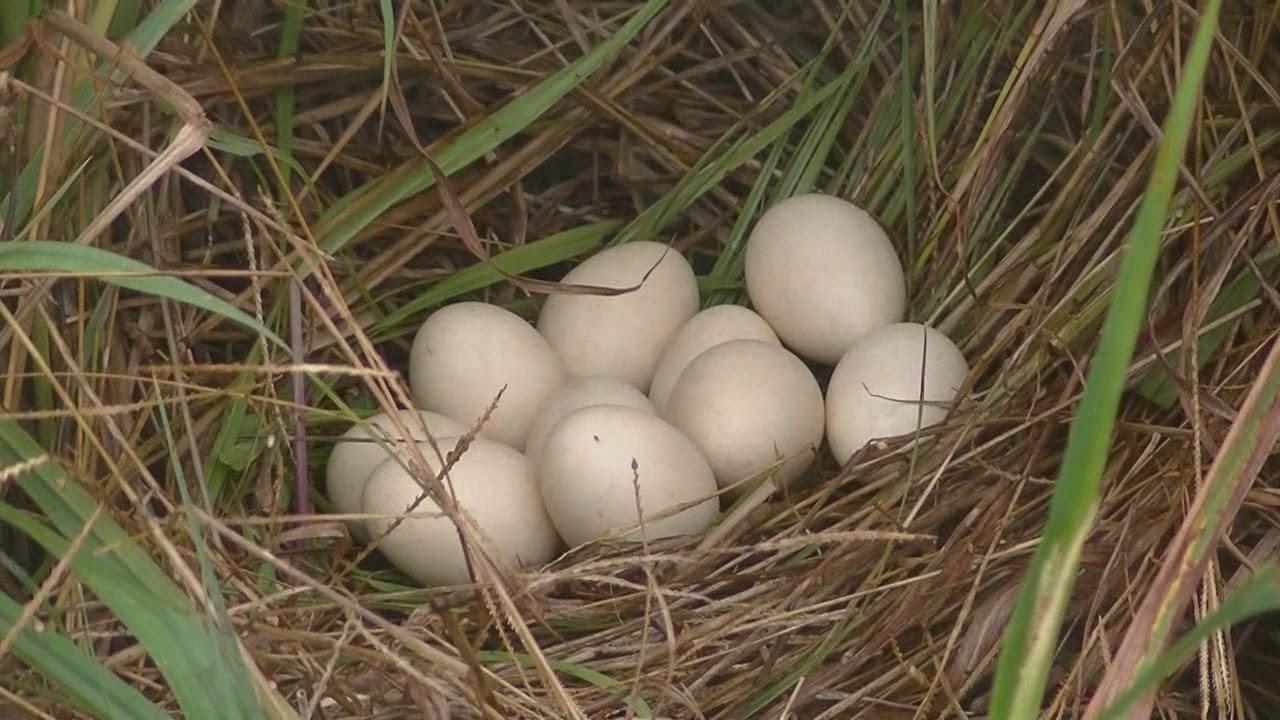 Pato cutirí Amazonetta brasiliensis Esperanza Santa Fe Argentina 2019