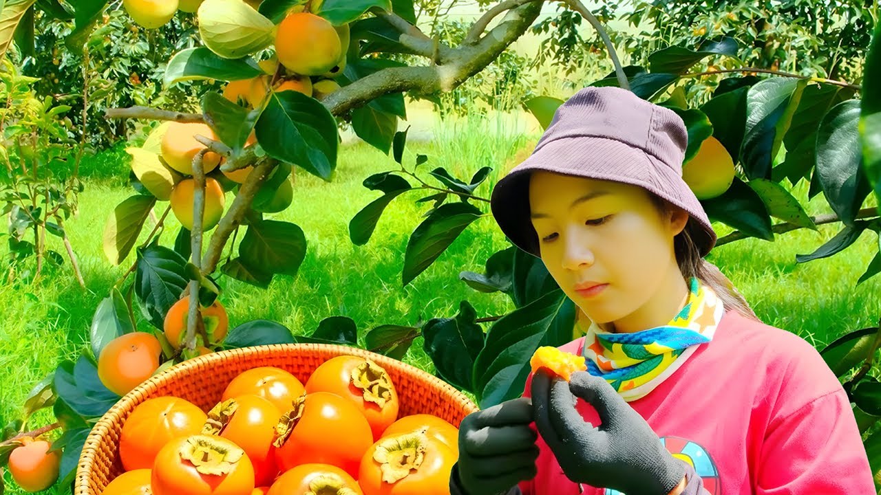 Harvesting Ripe Persimmons | Going to Market to Sell, Repairing Chicken Coops & Growing Vegetables