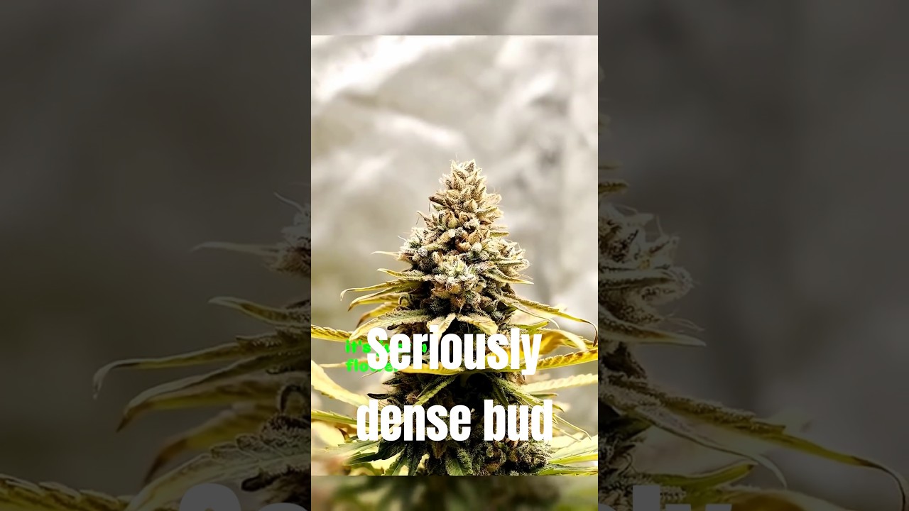 Fuel & Frost: This Strain Finishes in 56&ndash;62 Days ⛽🍇❄️