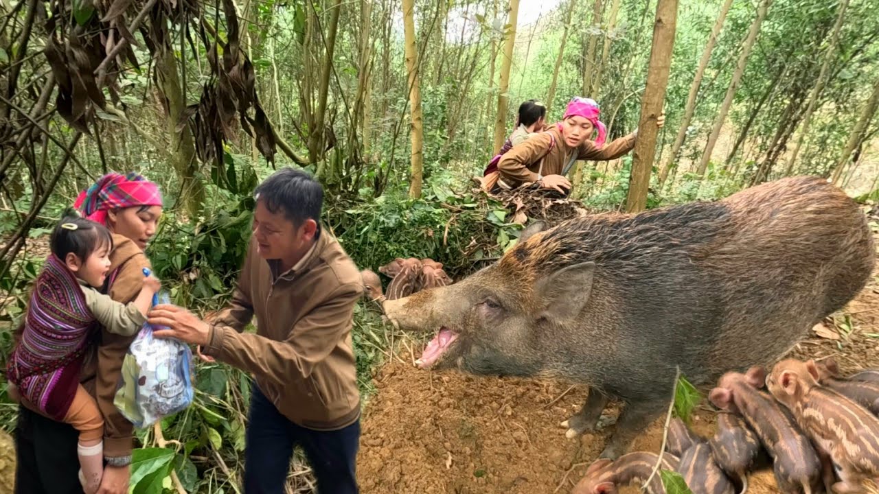 New Year's search for a runaway sow and the unexpected outcome. Ly Vy Ca 