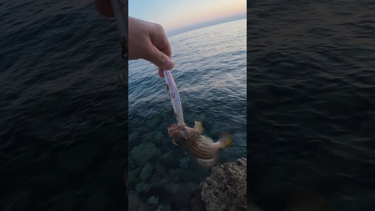 c&r 🐟 #fishing #montenegro #catchandrelease #grouperfish #shorespinning #daiwaitaly #daiwa #pesca