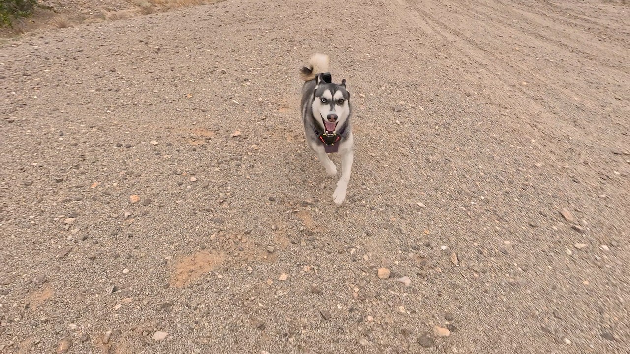 Luna climbs the Ogibly Hills
