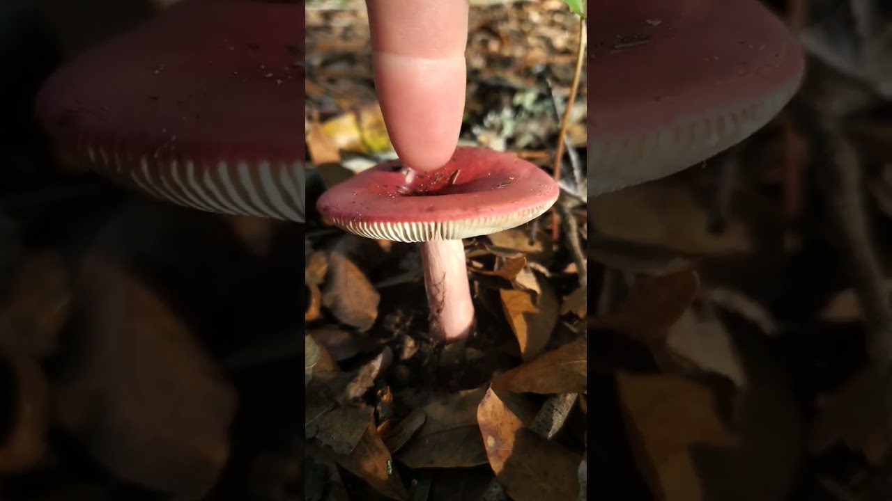 Florida Man Encounters Russula Mushroom - Fungus