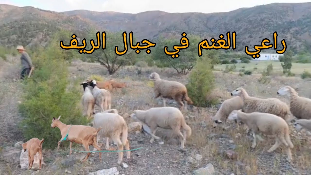 الحياة راعي الغنم في جبال الريف اللهم بارك ويزيد في ذالك#واد_غيس 🐑🐑