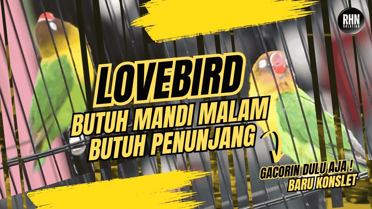 LOVEBIRD BUTUH PENUNJANG,GACORIN DULU AJA BARU KONSLET !