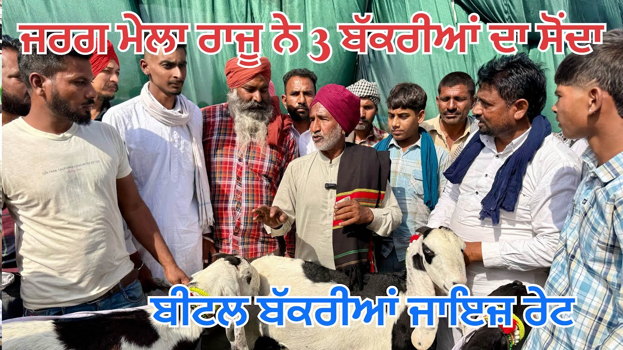 ਮੇਲਾ ਜਰਗ ਬੱਕਰੀਆਂ 2026 ਰਾਜੂ ਨੇ 3 ਬੀਟਲ ਬੱਕਰੀਆਂ ਜਾਇਜ ਰੇਟ ਲੈਕੇ ਦਿੱਤੀਆਂ 😱#bakramandi #naveedkhangoatfarm 
