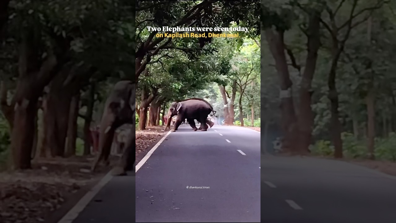 #dhenkanal #odisha #puri #kapilash #elephant #elephants #elephantattack #wildlife #wild #animals