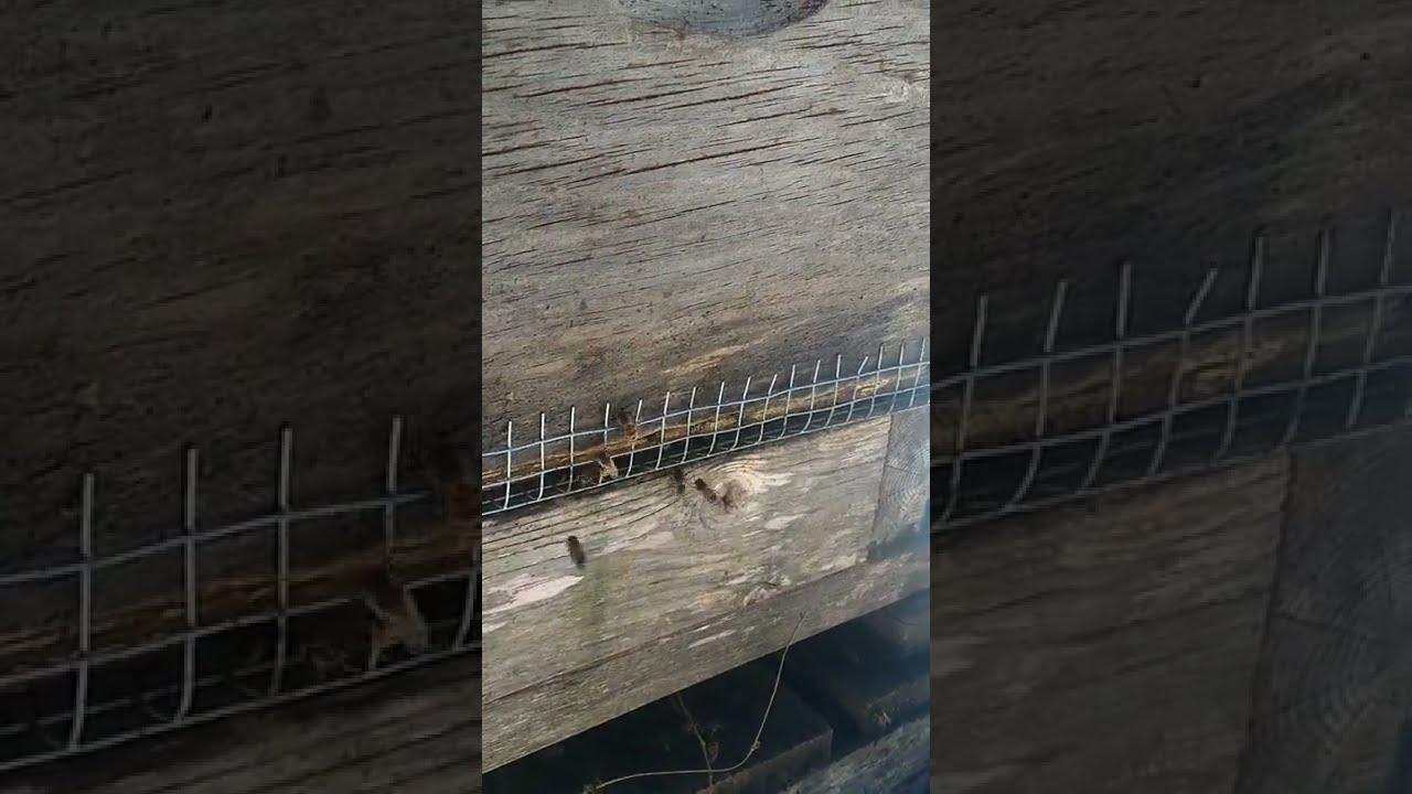 The Small Hive Beetle Bomb Lives!
