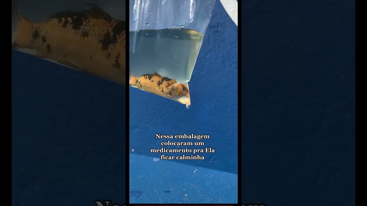 Conhe&ccedil;a minha carpa gigante.   #pets #animisfofos #peixinho #lago #aquario #carpa #filomena