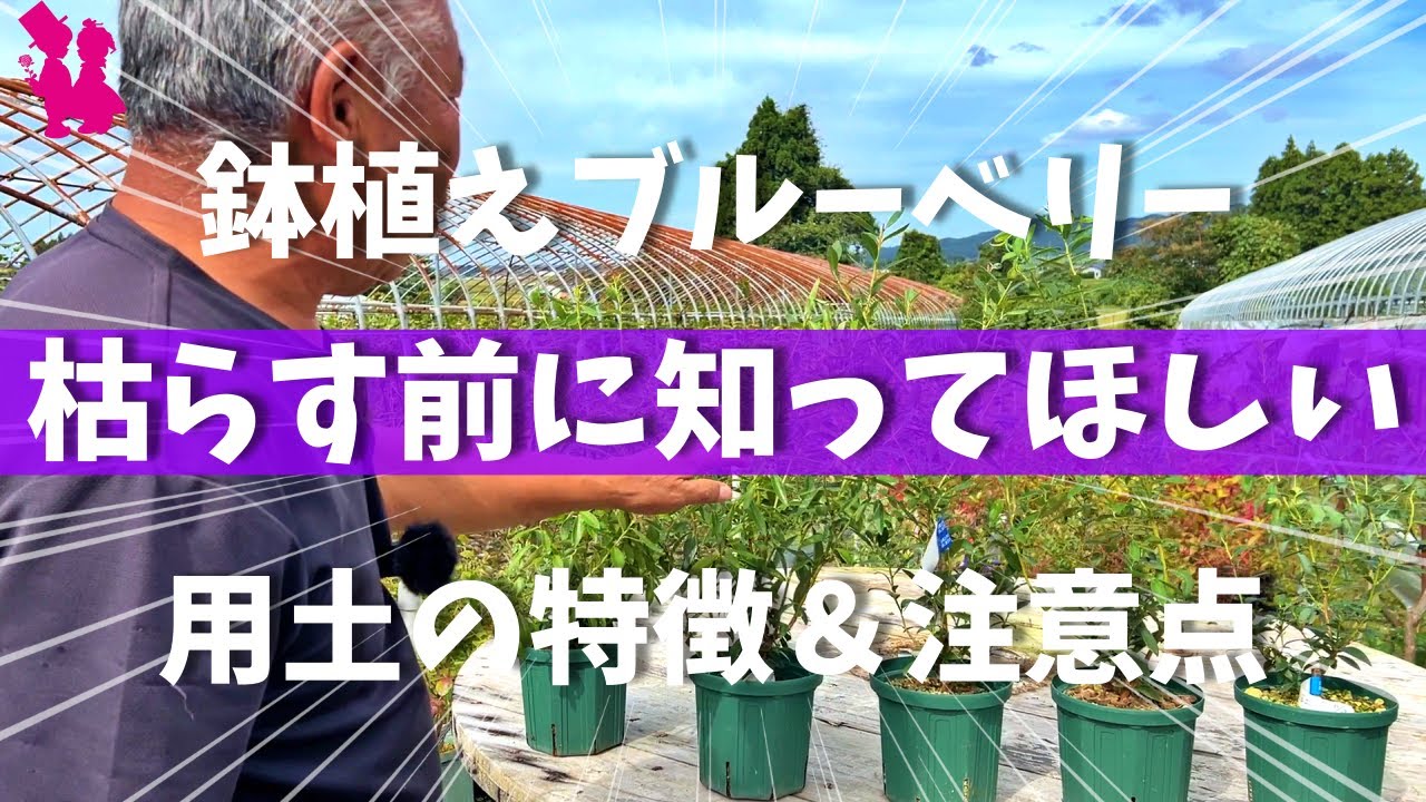 【枯れる前に見て】ブルーベリー用土比較で水やりの注意点＆対処法を教えます