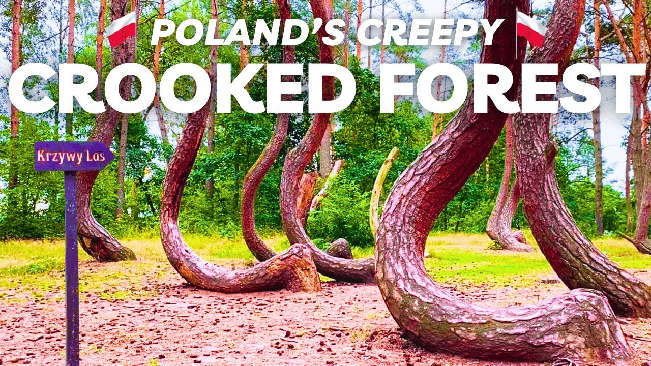 The CROOKED FOREST of Poland is a Weird Place - Is it Worth the Detour?