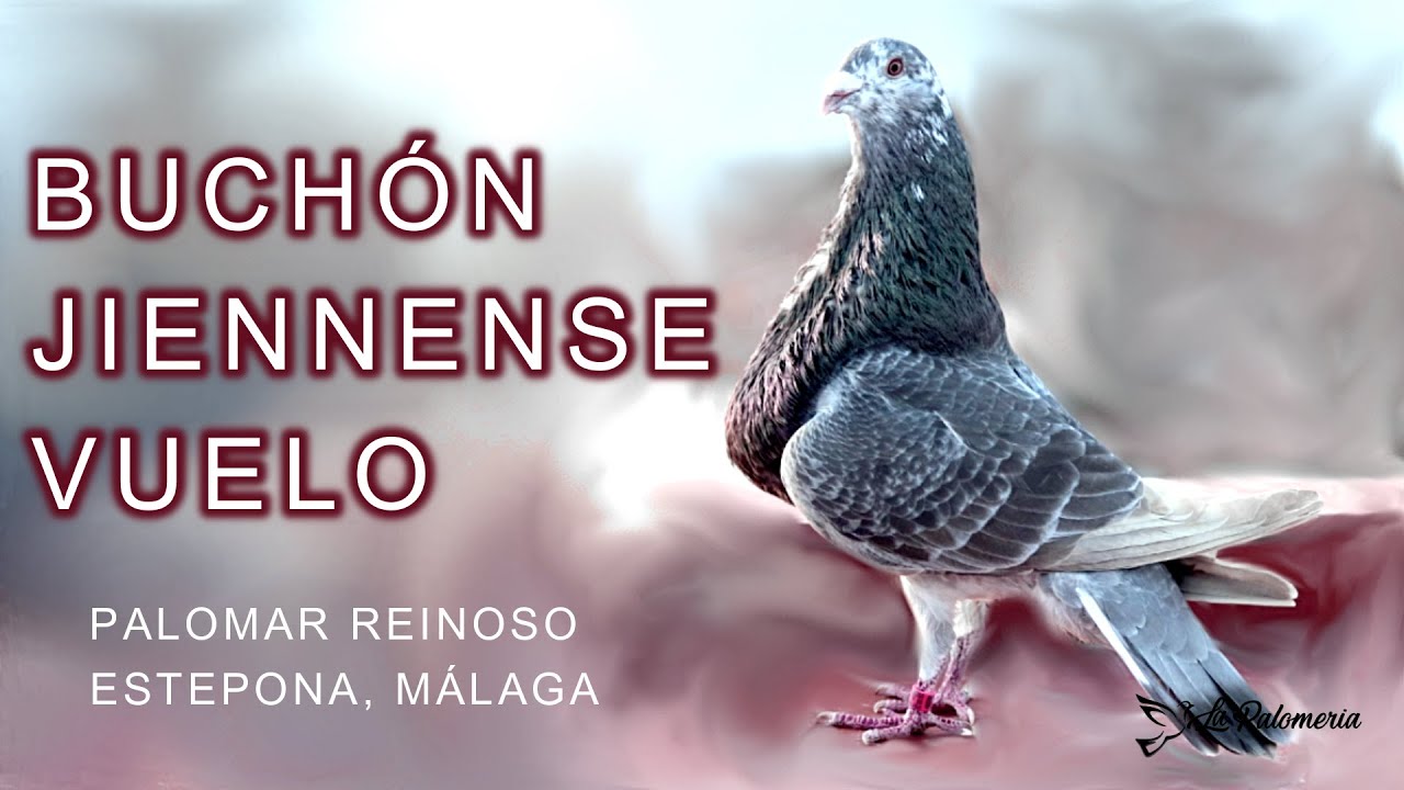 Buchón Jiennense Enrique Moreno vol 03