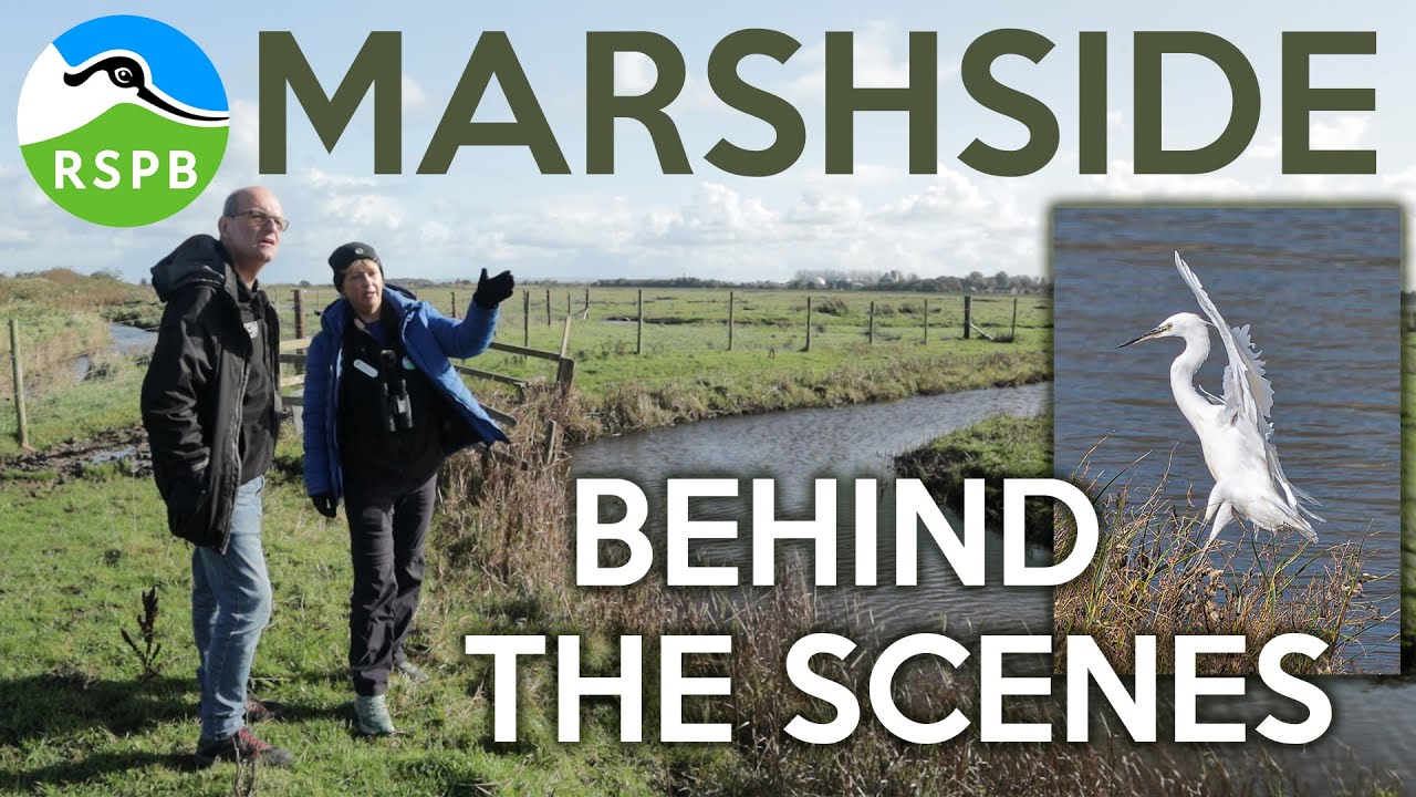 RSPB Marshside   Behind the scenes   What the public don't normally see
