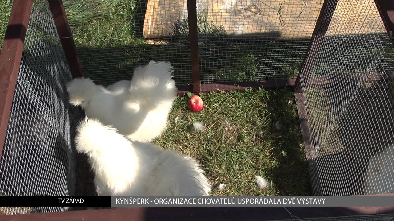 Kynšperk: Obnovená organizace chovatelů uspořádala dvě výstavy (TV Západ)