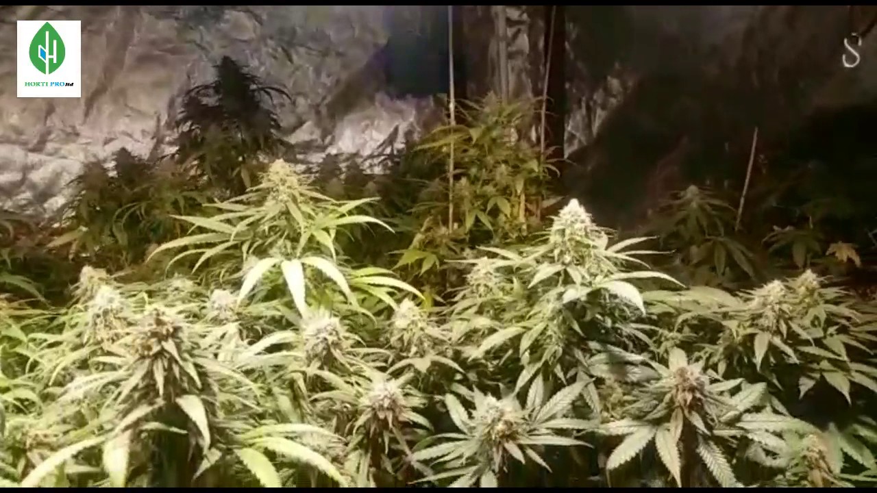 Horti Pro Led Ramp 4 COB CXB3590