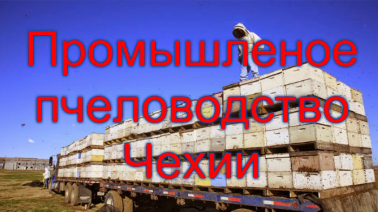 Промышленное пчеловодство в условиях Южной Чехии - Мирослав Седлячек (Чехия)