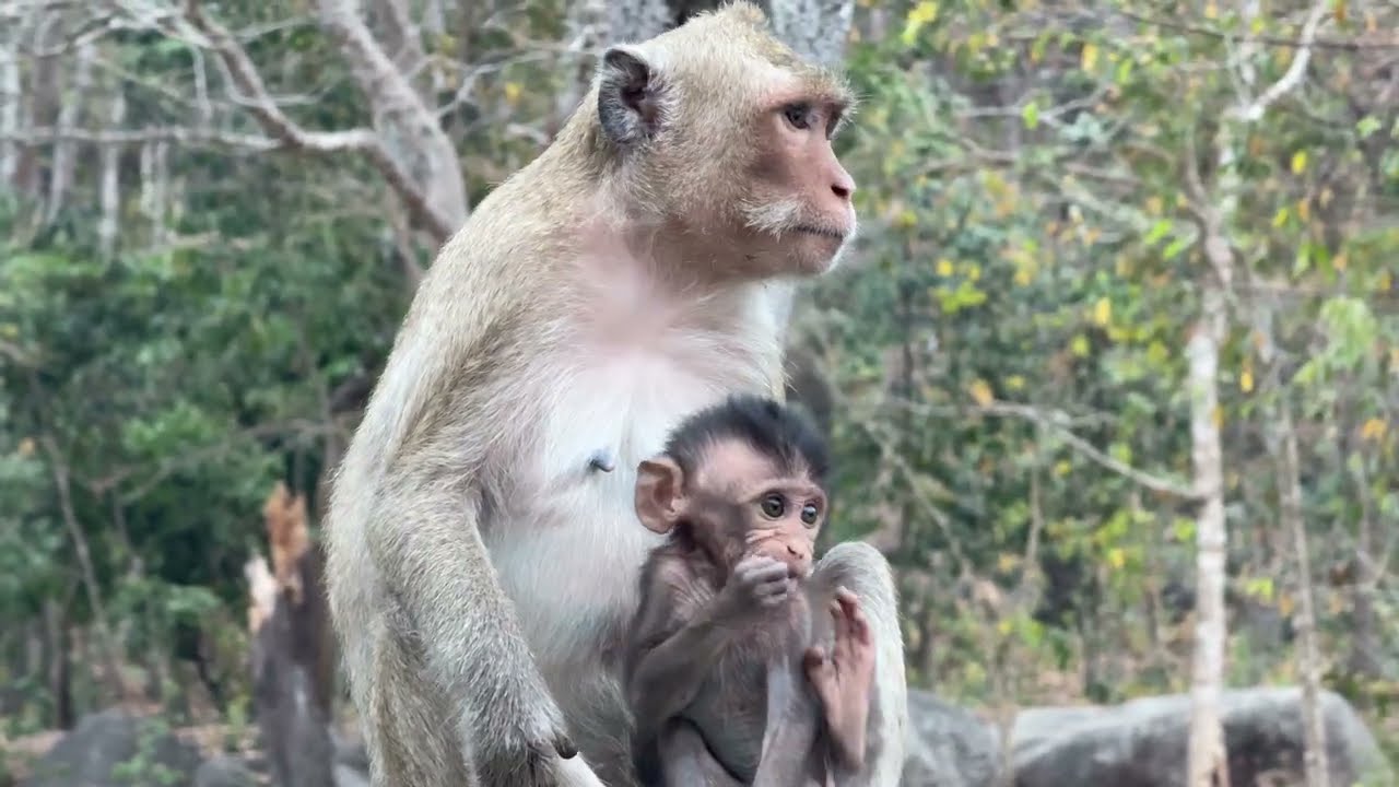 Monkeys's Life on Pre Pnom #monkey #animals 