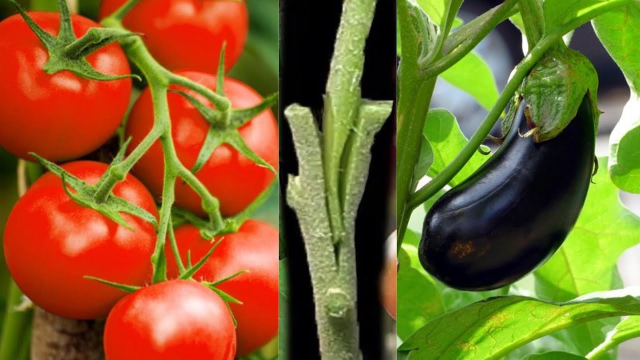 طريقة تطعيم الطماطم  Tomato   Grafting: The Procًess  #تطعيم الطماطم