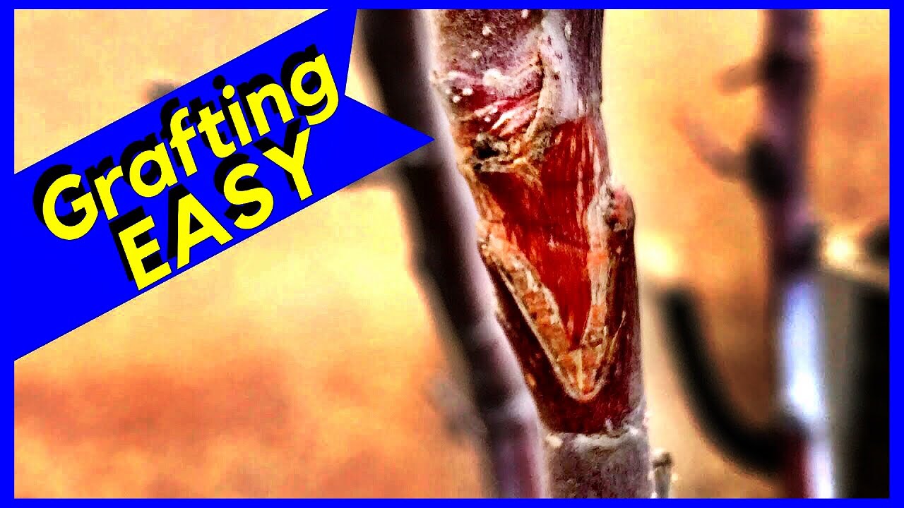 Grafting Apple Trees (Easy, Fast & Cheap)