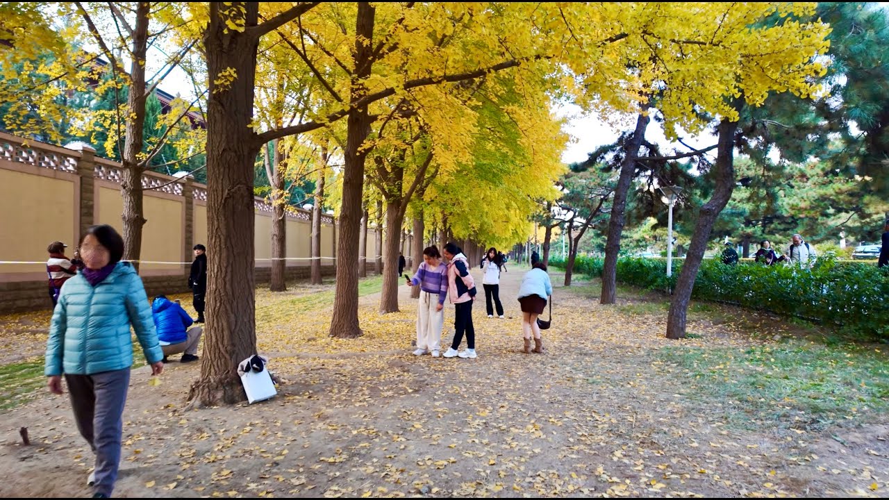 Ginkgo Avenue in Late Autumn｜Military Museum to Diaoyutai State Guesthouse 深秋的银杏大道｜军博 国宾馆外