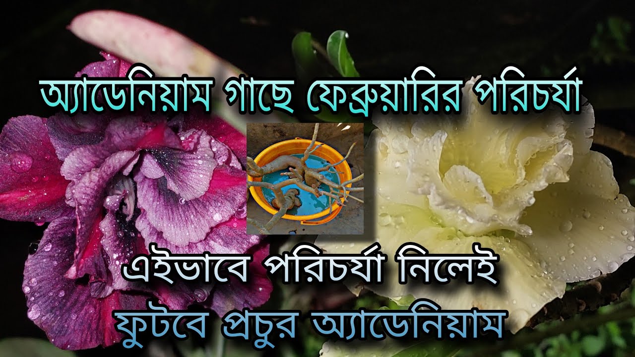 অ্যাডেনিয়াম গাছে ফেব্রুয়ারির পরিচর্যা / এইভাবে পরিচর্যা নিলেই ফুটবে প্রচুর অ্যাডেনিয়াম