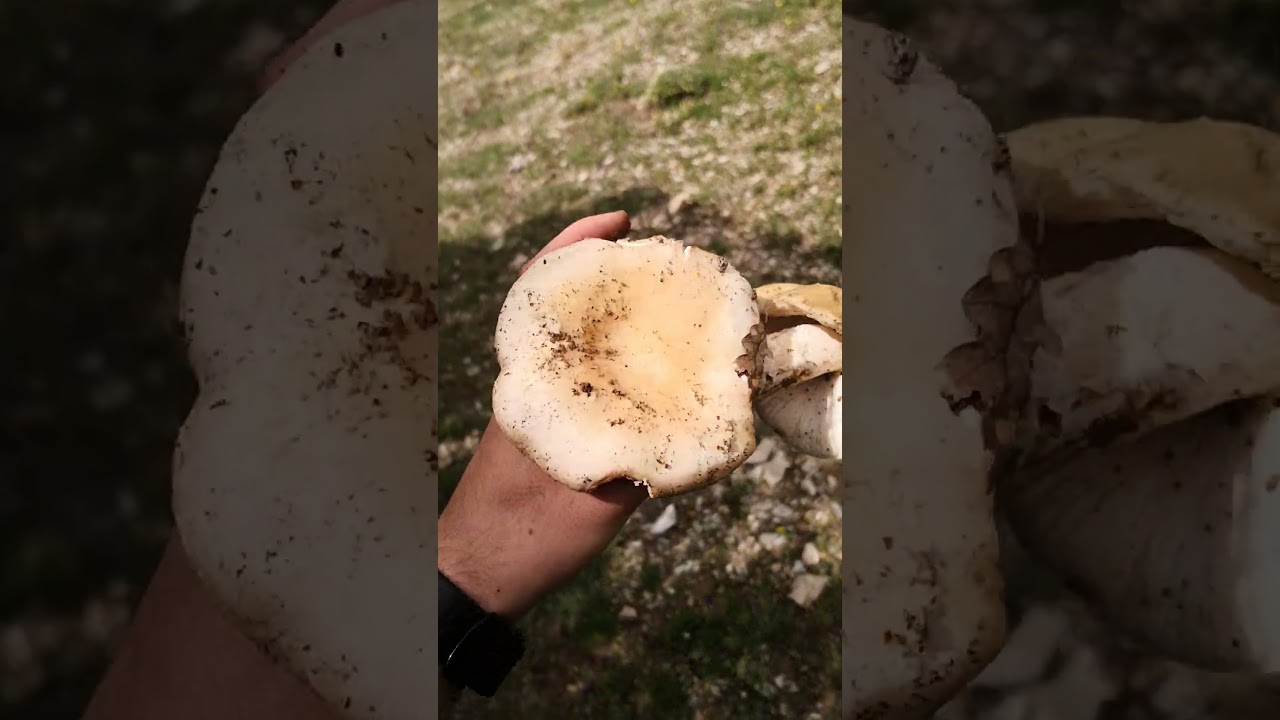 zehirli ve zehirsiz mantar ayırt etme