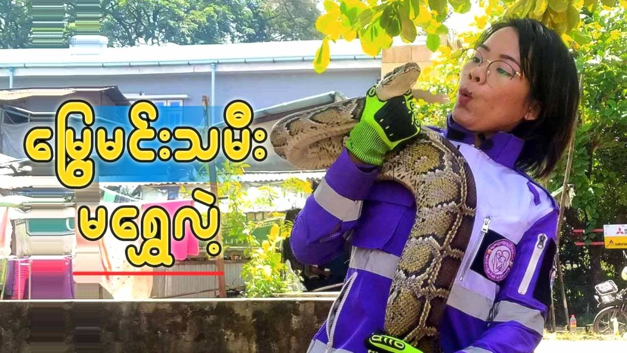 မြန်မာပြည်ရဲ့ တဦးတည်းသော မြွေမင်းသမီး မရွှေလဲ့