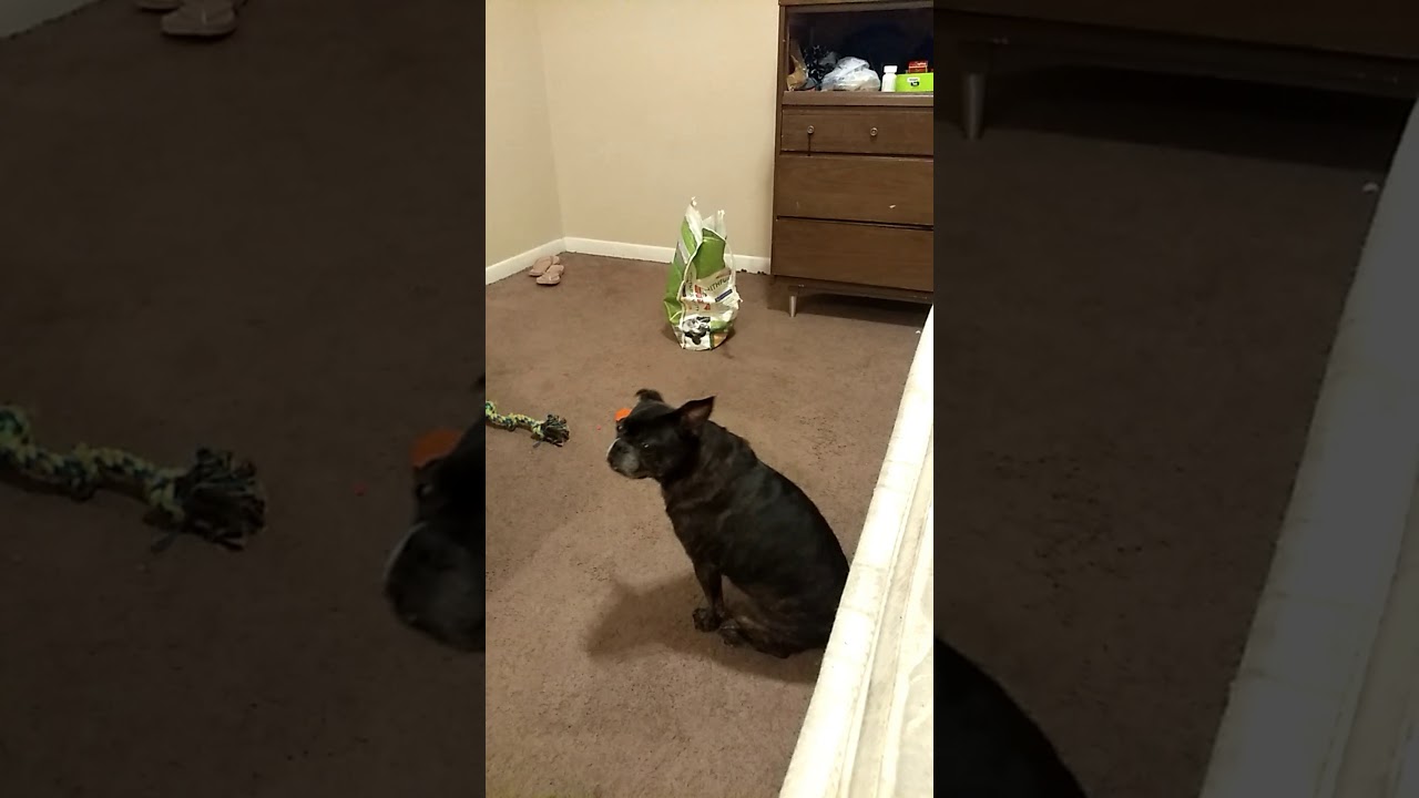 This is my crazy friend dog LMAO