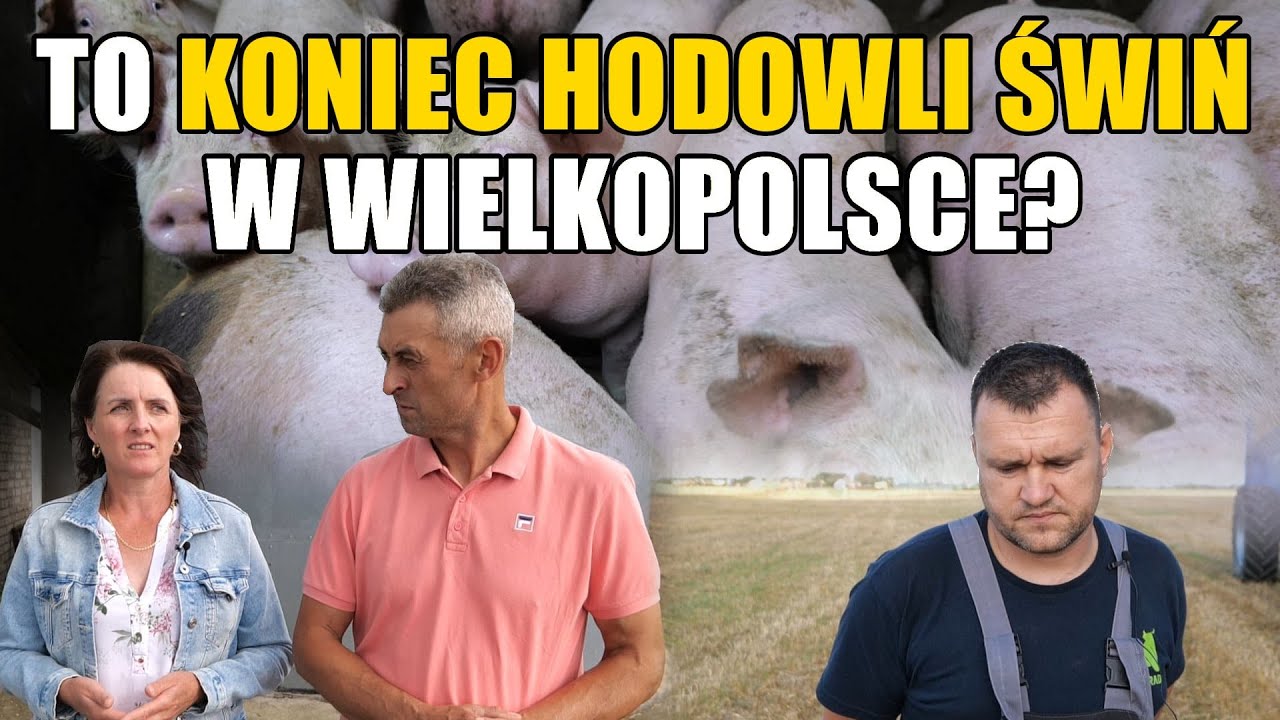 Tak niszczy się ostatnich hodowców świń w Wielkopolsce! Jaki będzie dalszy los rolników?