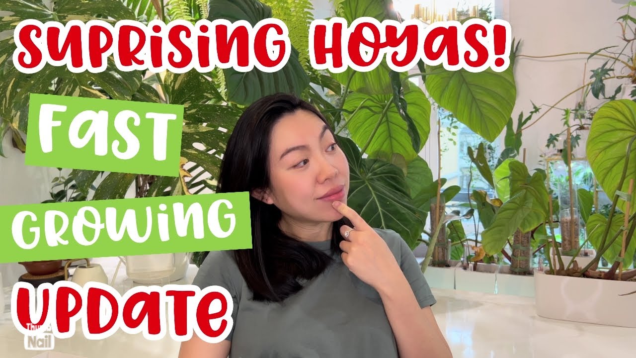 🌱 10 HOYAs GROWTH UPDATE | Revisiting 2022 difficult HOYA INDEX | Are they still alive? | Care tips