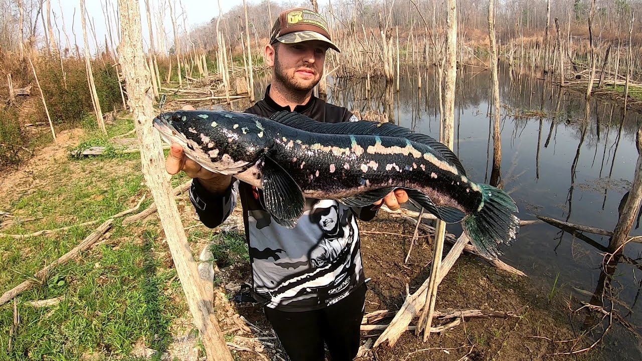 VIOLENT ATTACK ON SODOM 4 \\ Giant Snakehead on Topwater