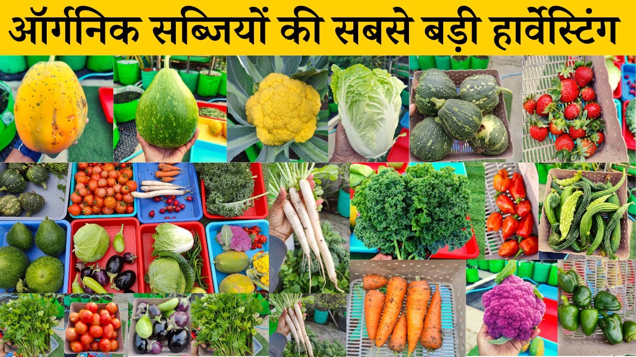घर की छत पर बने टेरेस गार्डन से ऑर्गनिक सब्जियों की सबसे बड़ी हार्वेस्टिंग | Vegetables Harvesting