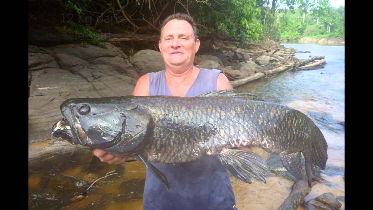 Aimara: 3&egrave;me retour en Guyane  Octobre 2015