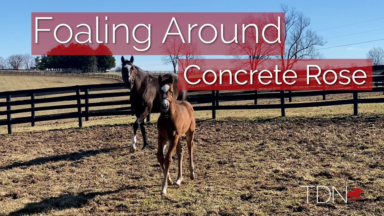 Grade I Winner Concrete Rose and Her First Foal