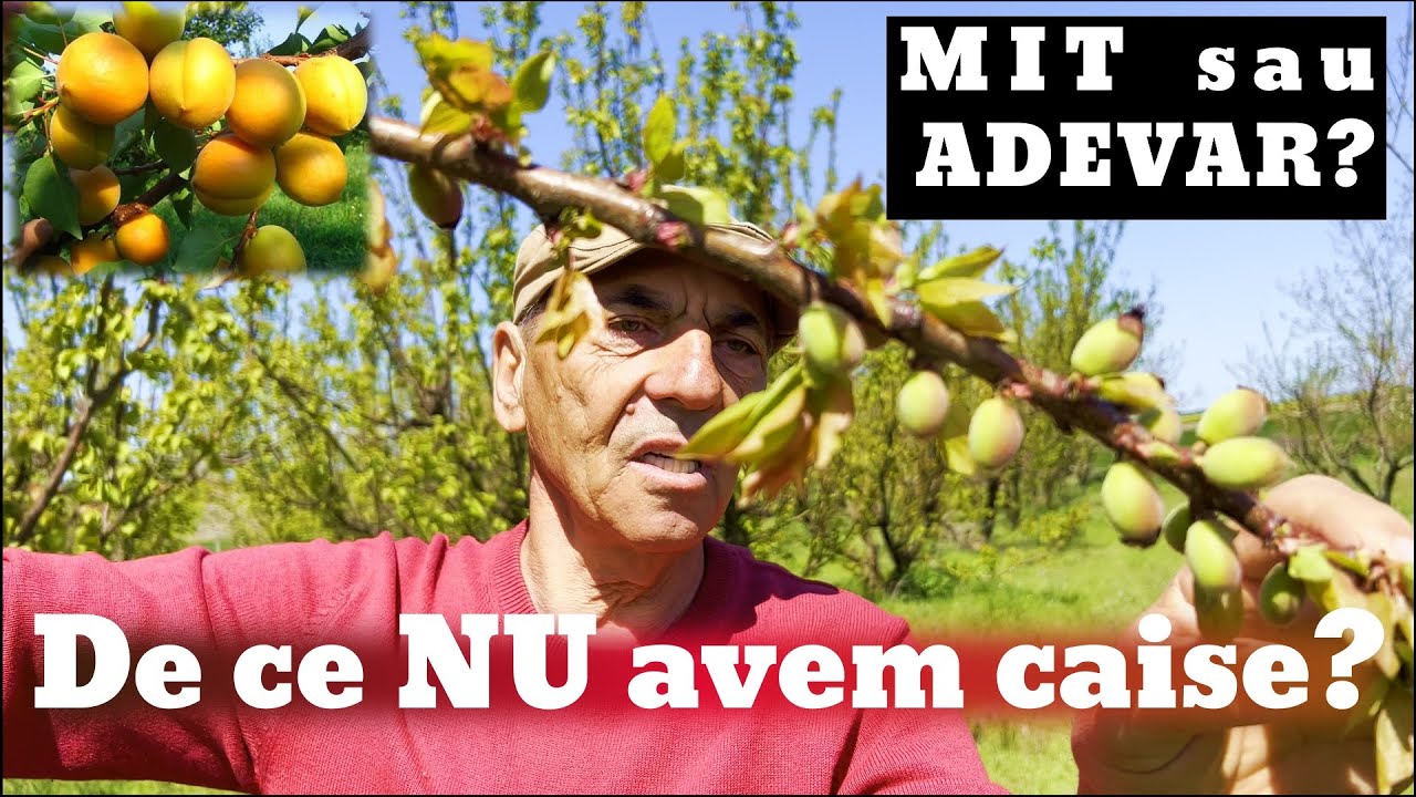 De ce nu avem caise?
