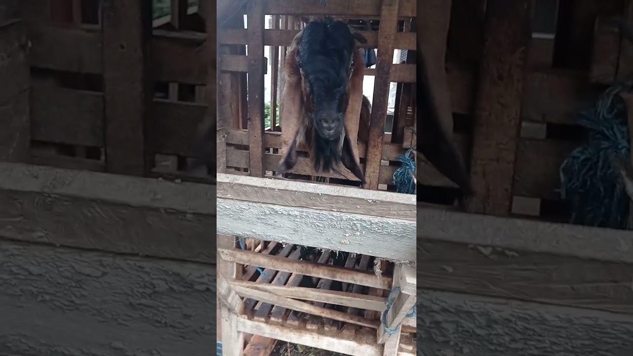 SORE INI DELOK KANDANG MAS AKIP SUPER JUMBO SEMUA