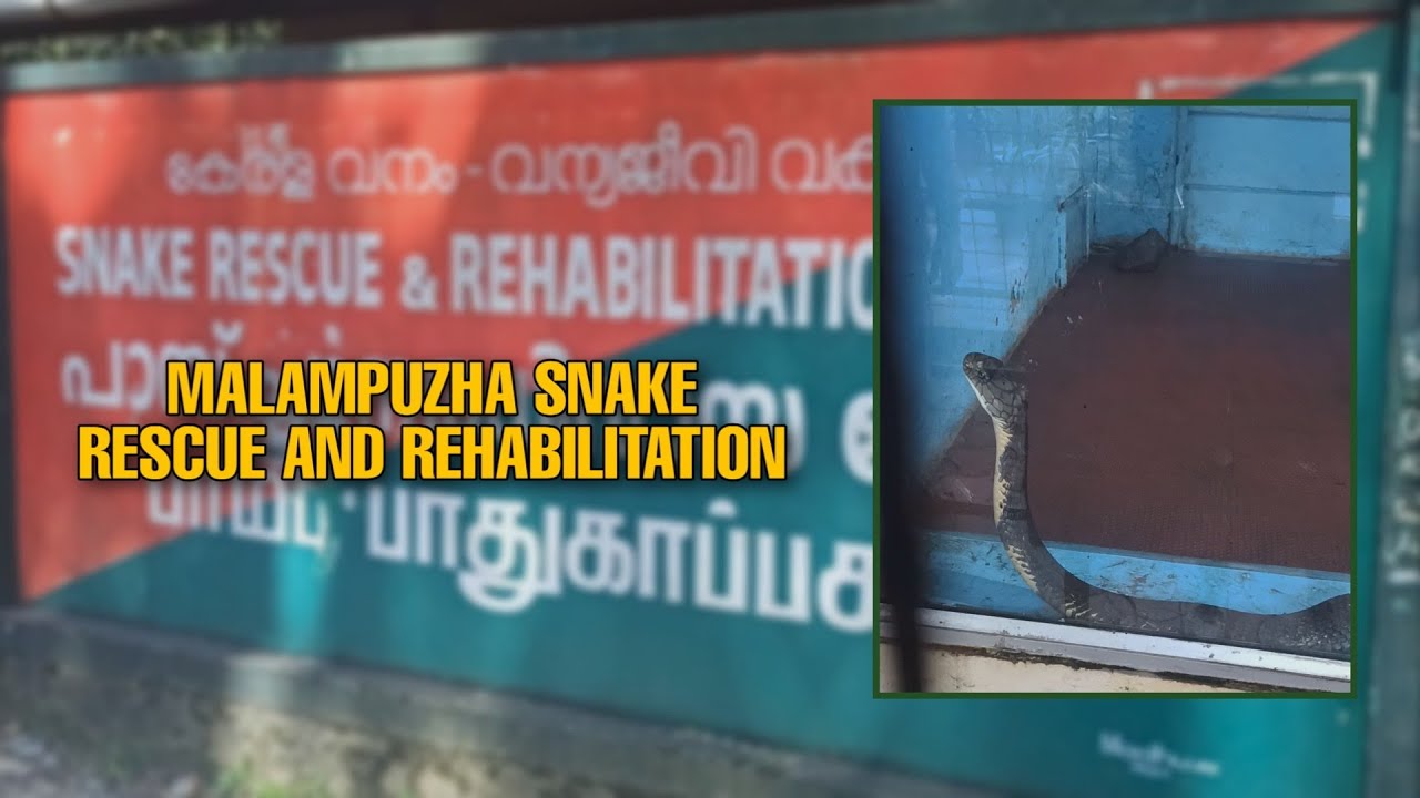 MALAMPUZHA SNAKE RESCUE AND REHABILITATION | EP 02 | @farhanmunna